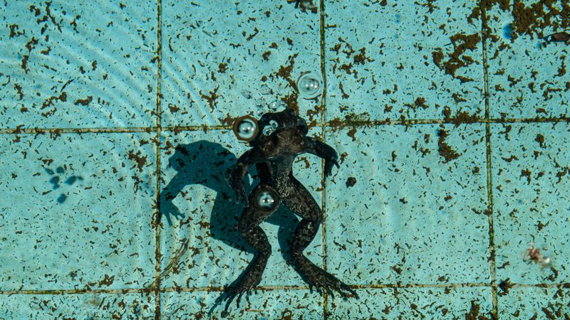 Bassin à l'eau verte avant traitement, algues visibles sur les parois