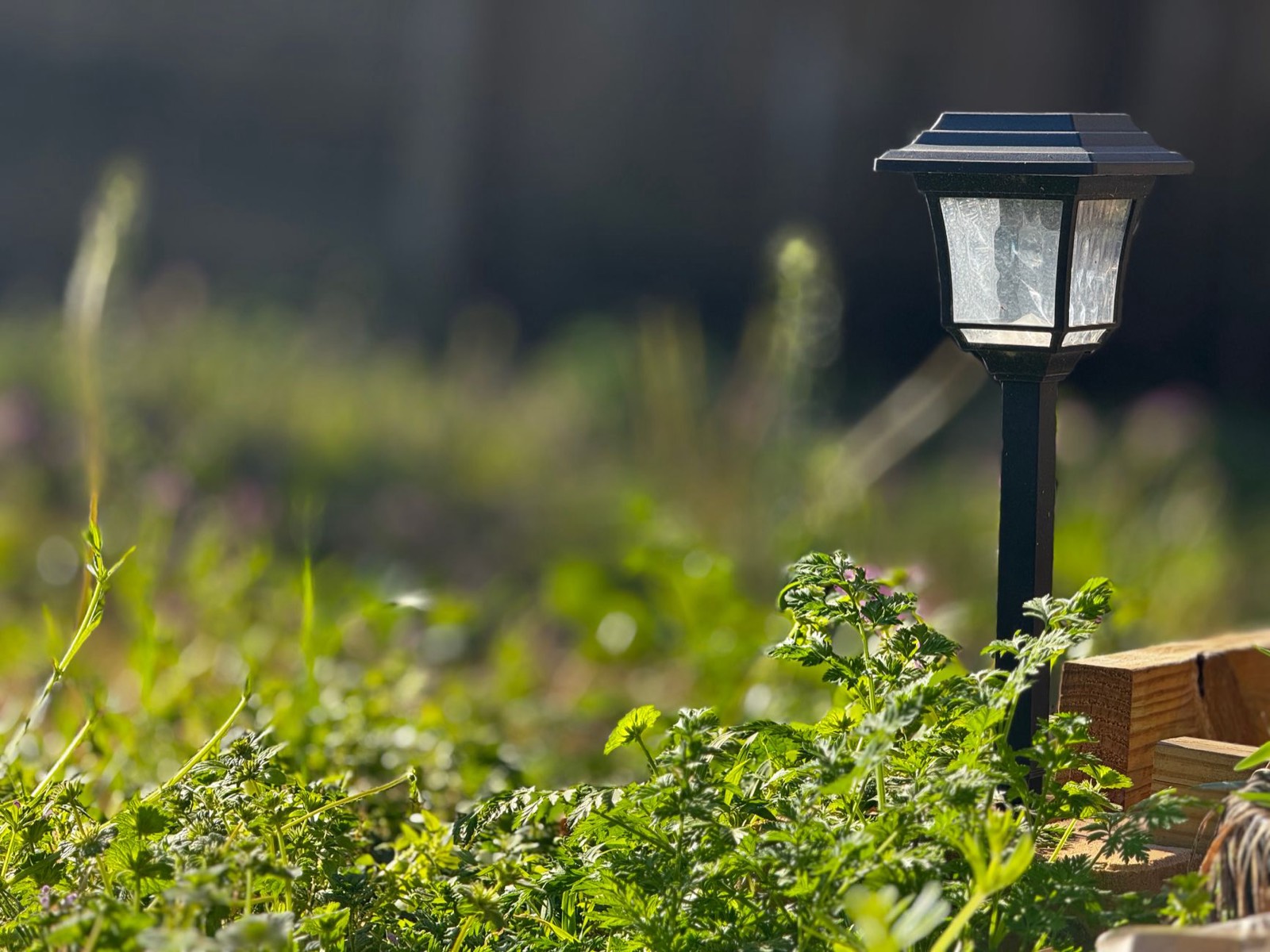 Luminaire d'occasion posé le long d'une allée de jardin, crédit Amy k / Pexels